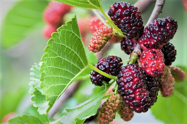 More di gelso, riscopriamo questo frutto