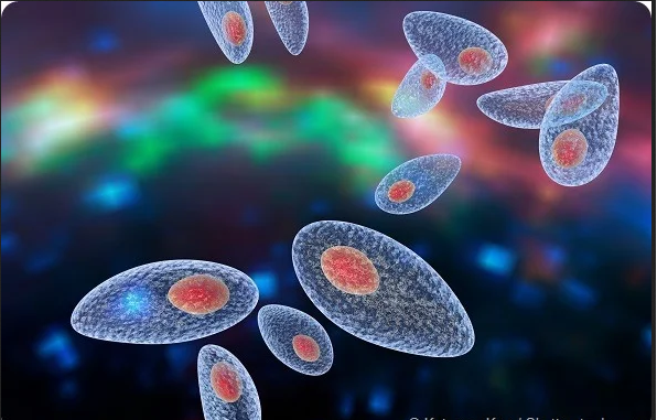 Che cos’è la toxoplasmosi?