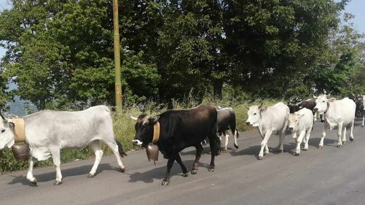 Il sapore dei saperi d’antica fatica contadina
