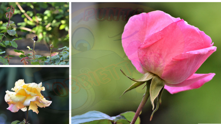 Maggio il mese delle rose, il fiore più amato dalle donne