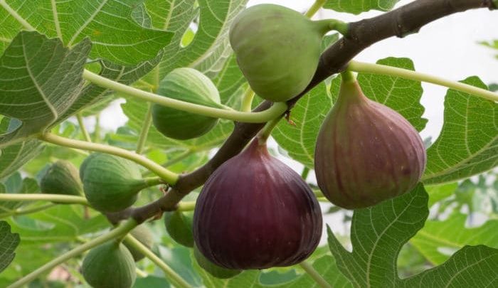 La dolcezza dei fichi
