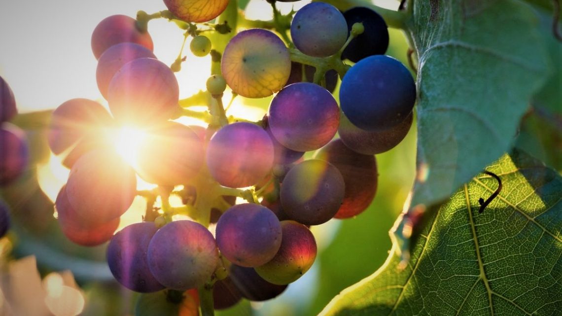 Vendemmia 2021: il Report sullo stato dell’arte in vigna al Sud