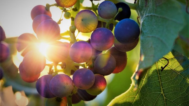 Vendemmia 2021: il Report sullo stato dell’arte in vigna al Sud
