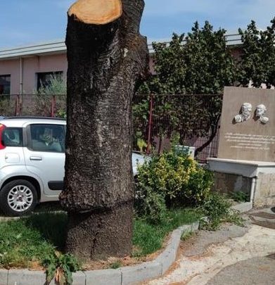 Montoro Democratica: “Ancora alberi recisi. La natura e l’ambiente vanno preservati”