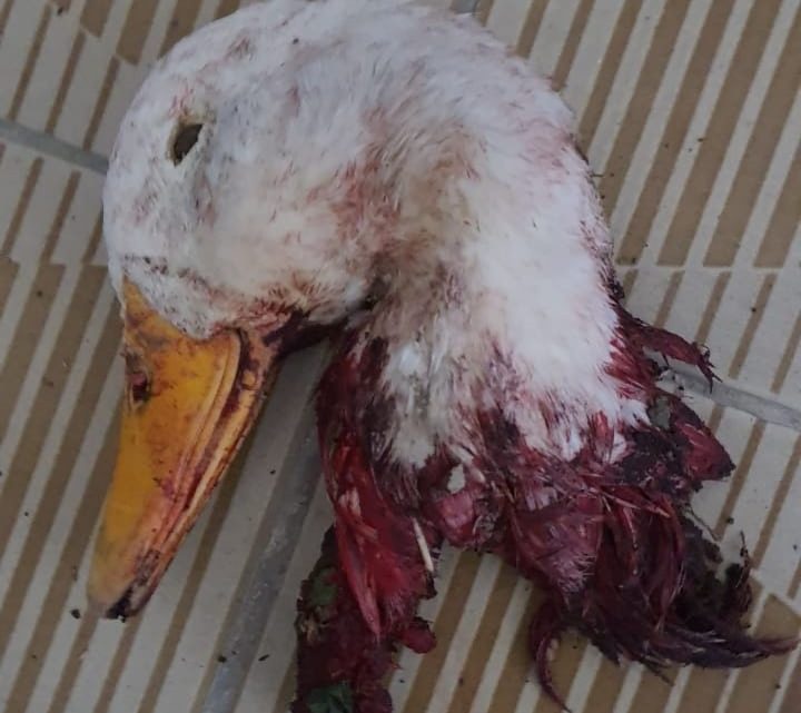 Sgomento a Montefalcione per un gesto vandalico ai danni del candidato sindaco Baldassarre