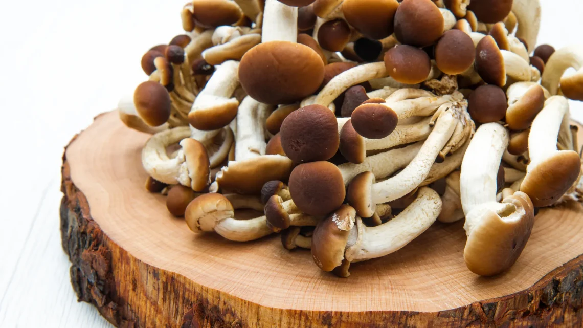 Funghi chiodini, come pulirli e prepararli Funghi chiodini, come pulirli e prepararli