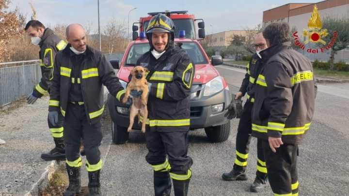 Finisce in un canale  di tre metri, cane salvato dai vigili del fuoco.