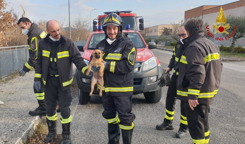 Finisce in un canale  di tre metri, cane salvato dai vigili del fuoco.
