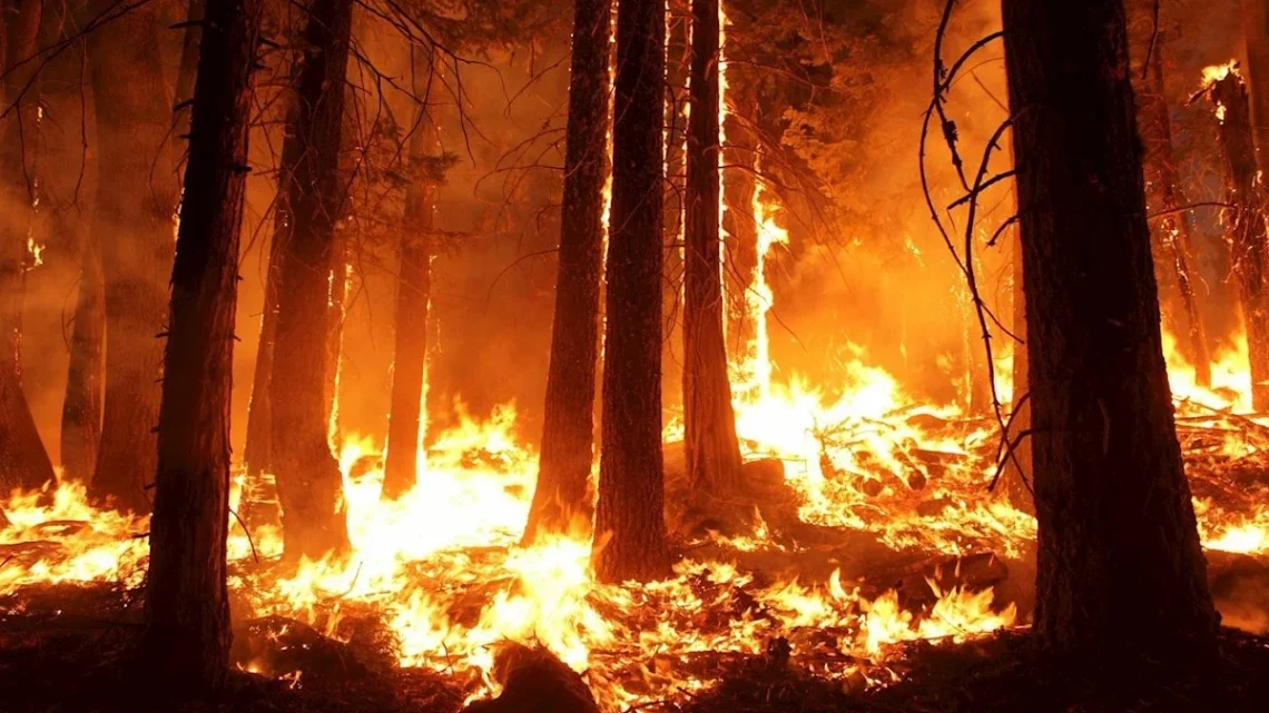 PROTEZIONE CIVILE REGIONE CAMPANIA: DA DOPODOMANI PERIODO MASSIMA PERICOLOSITA’ INCENDI