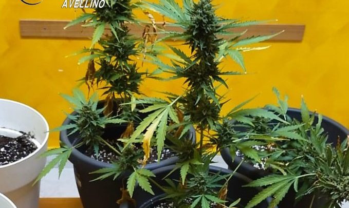 FORINO (AV) – Perquisizione domiciliare, spunta la droga. Arrestato 44enne.