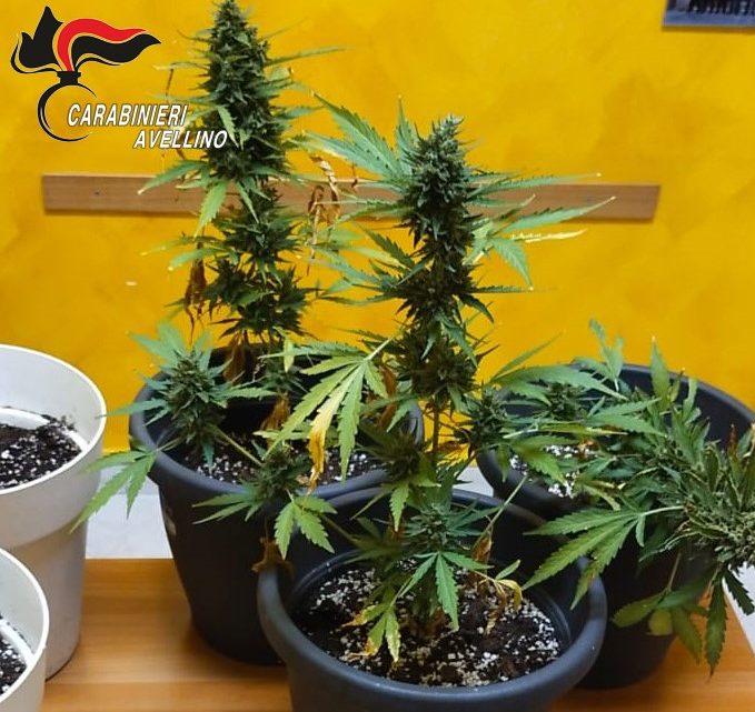 FORINO (AV) – Perquisizione domiciliare, spunta la droga. Arrestato 44enne.
