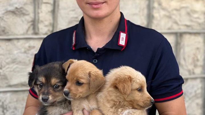 BISACCIA (AV) – “CUCCIOLI DI CANE ABBANDONATI” SALVATI DAI CARABINIERI FORESTALI.