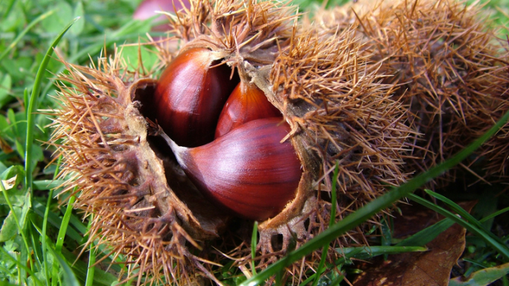 Le castagne per combattere l’infertilità maschile