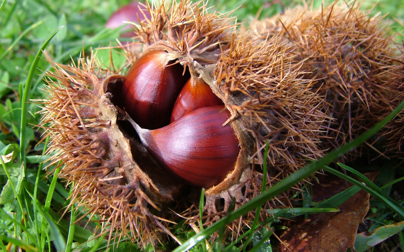 Le castagne per combattere l’infertilità maschile