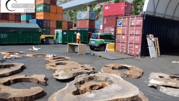 Il business del “Illegal logging”, importazione illegale di legname – legno proveniente da fonti illegali