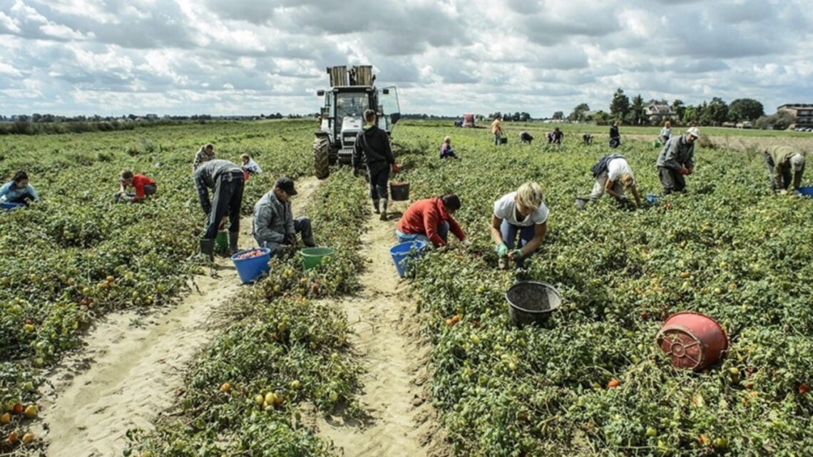 COLDIRETTI/FILIERA ITALIA, +50% POMODORO DA CINA, SORPASSA ITALIA