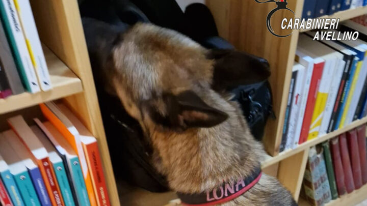 Luogosano (AV) – Sorpresi in possesso di cocaina: coppia di coniugi arrestata dai Carabinieri