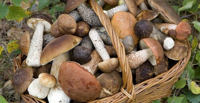 Una giornata a caccia di porcini: come prepararsi al meglio
