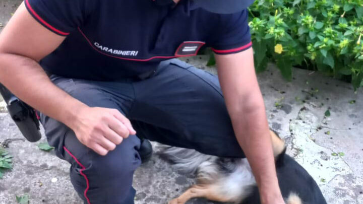 Montoro (AV) – Esercizio abusivo della professione di veterinario tramite vaccinazioni a cuccioli di cani di razza meticcia
