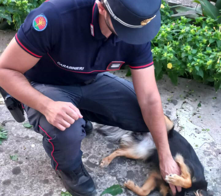 Montoro (AV) – Esercizio abusivo della professione di veterinario tramite vaccinazioni a cuccioli di cani di razza meticcia