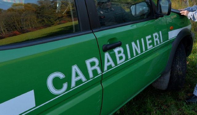 SEQUESTRATI ALIMENTI NON CONFORMI DURANTE LA SAGRA DEL FUNGO PORCINO DI SIRIGNANO