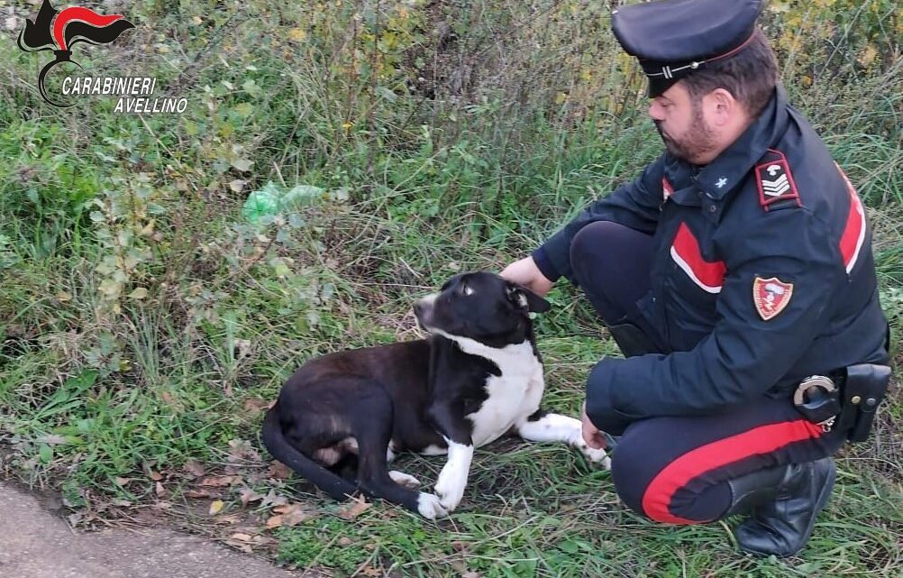 Aquilonia (AV) – Cane disorientato e impaurito sulla strada statale, rischia di essere investito: salvato dai Carabinieri