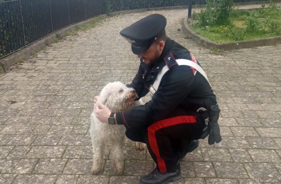 Santa Paolina (AV) – I Carabinieri ritrovano “Ciro”, il cucciolo di Lagotto Romagnolo rubato la vigilia di Natale, e lo restituiscono al suo padrone