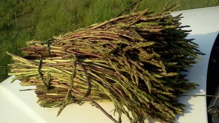 E’ iniziata la Sagra degli Asparagi Selvatici a Squille