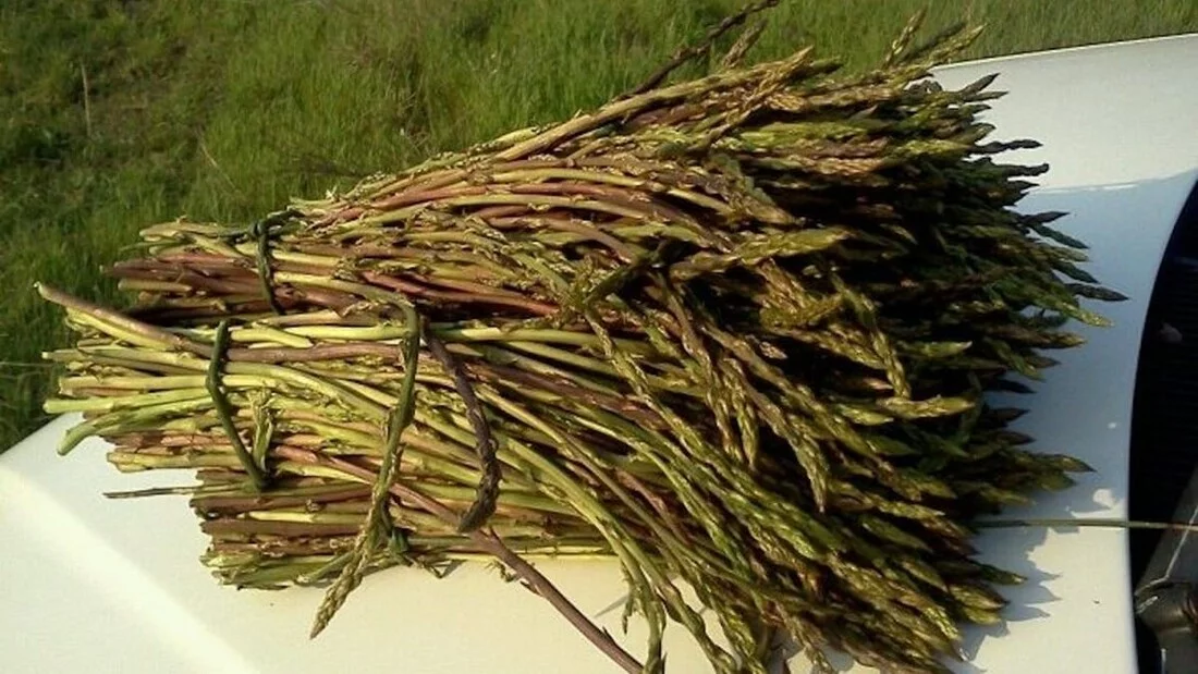 E’ iniziata la Sagra degli Asparagi Selvatici a Squille