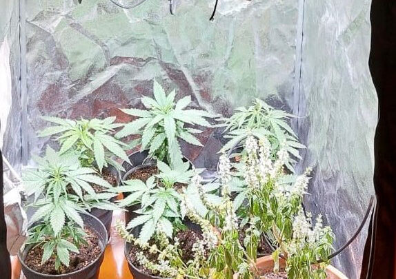 Sant’Andrea di Conza (AV): i Carabinieri intervengono per un furto in abitazione e trovano una serra indoor di marijuana. 34enne denunciato