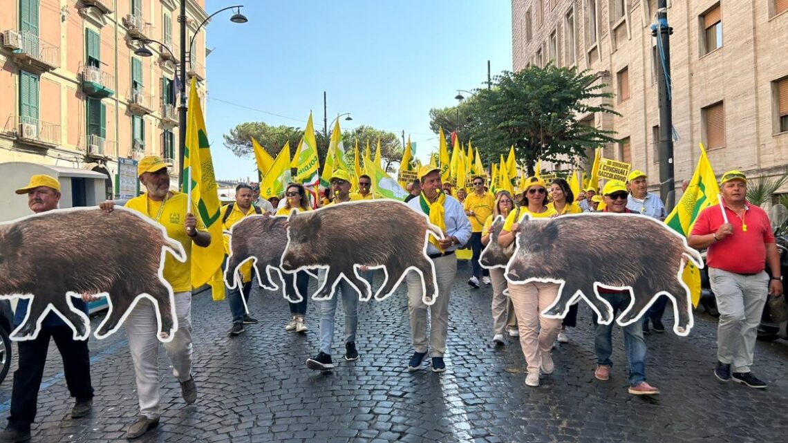 BASTA CINGHIALI, LA COLDIRETTI CAMPANIA AL LAVORO CON POLITICI ED AGRICOLTORI PER USCIRE DALL’EMERGENZA BASTA CINGHIALI, LA COLDIRETTI CAMPANIA AL LAVORO CON POLITICI ED AGRICOLTORI PER USCIRE DALL’EMERGENZA