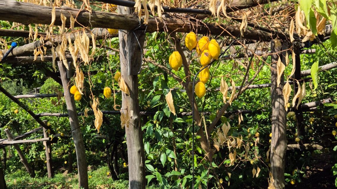 Fungo malsecco in costiera amalfitana, Coldiretti guida la controffensiva per tutelare i limoneti