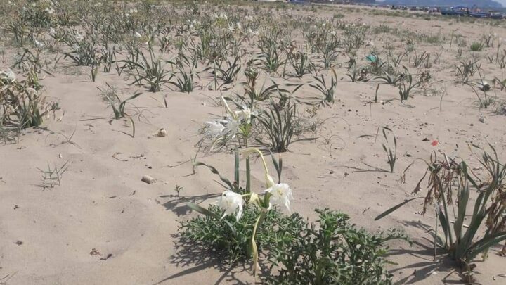 Giglio di Mare in pericolo, l’appello di Peretti: Non Raccogliamoli