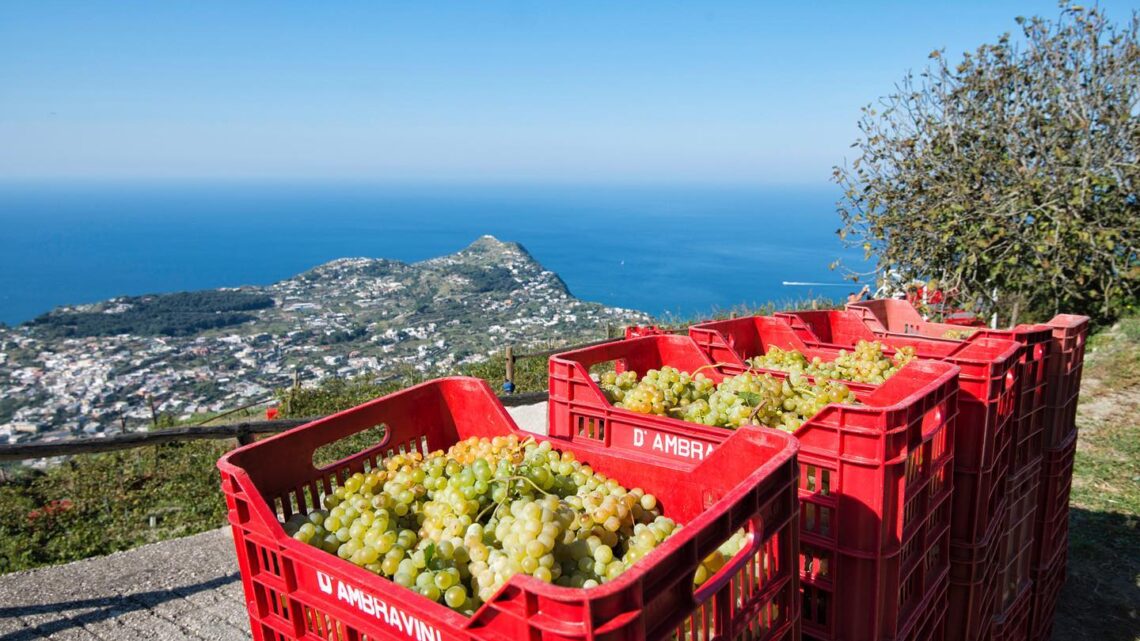 VACANZE FUORI STAGIONE: COLDIRETTI, UNDICI MILIONI DI PRESENZE IN CAMPAGNA VACANZE FUORI STAGIONE: COLDIRETTI, UNDICI MILIONI DI PRESENZE IN CAMPAGNA