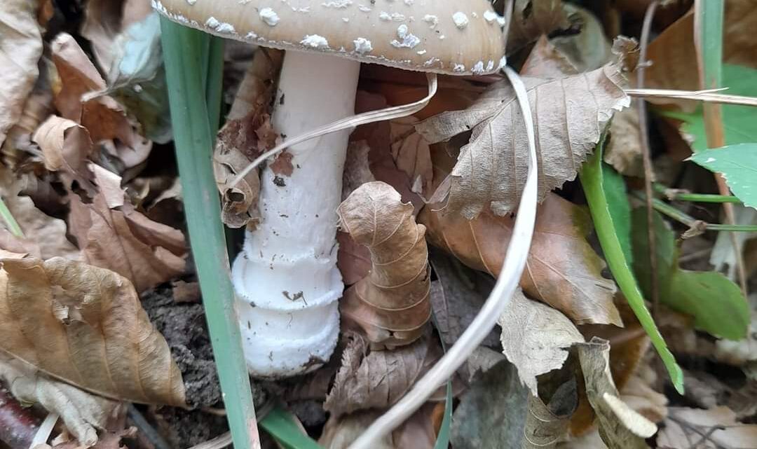 CONSUMO SICURO DI FUNGHI INDIVIDUATI DALL’ISPETTORATO MICOLOGICO DELL’ASL GIA’ 5 CASI DI INTOSSICAZIONE CONSUMO SICURO DI FUNGHI INDIVIDUATI DALL’ISPETTORATO MICOLOGICO DELL’ASL GIA’ 5 CASI DI INTOSSICAZIONE