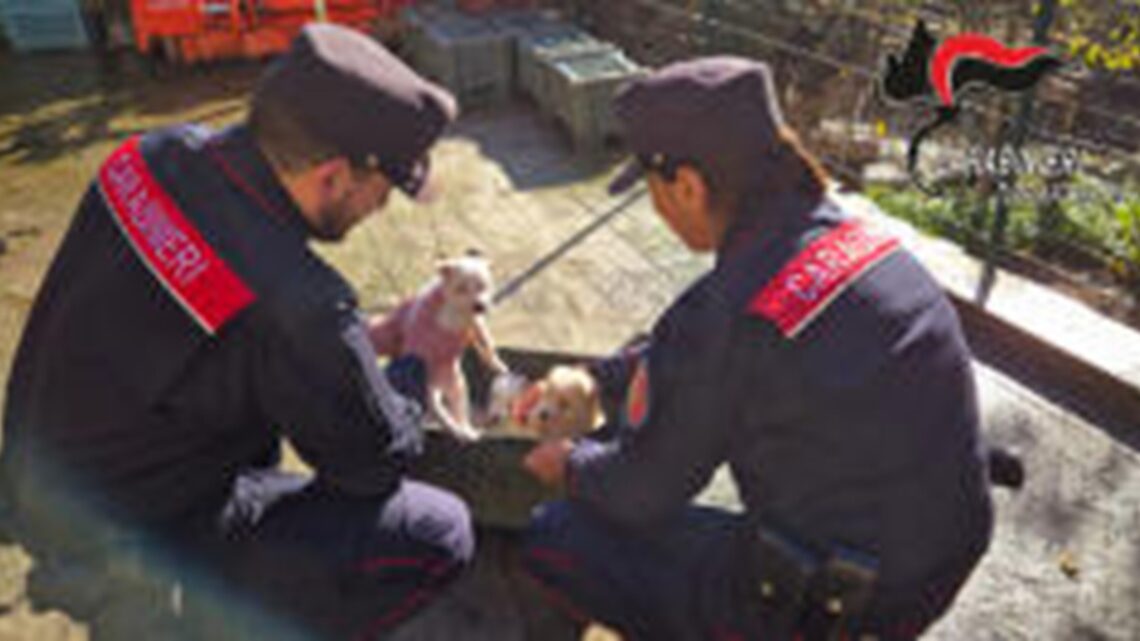MONTEFREDANE (AV) – I CARABINIERI FORESTALI INTERVENGONO PER IL RECUPERO DI CANI ABBANDONATI E SALVANO 4 CUCCIOLI
