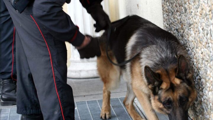 LIONI (AV) – I CARABINIERI ARRESTANO UN 23ENNE PER RESISTENZA. A CASA IL CANE ANTIDROGA “ATTILA” TROVA DROGA E MATERIALE PER LO SPACCIO
