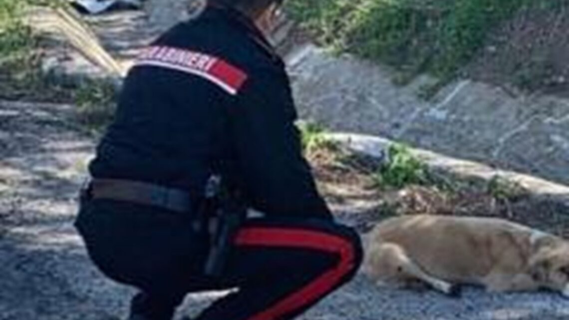 SAN MARTINO VALLE CAUDINA (AV) – MALTRATTA UN CANE CON UN BASTONE. DENUNCIATA DAI CARABINIERI