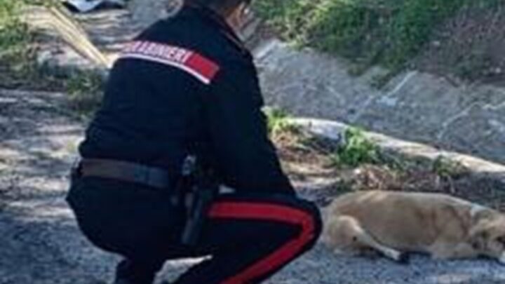 SAN MARTINO VALLE CAUDINA (AV) – MALTRATTA UN CANE CON UN BASTONE. DENUNCIATA DAI CARABINIERI
