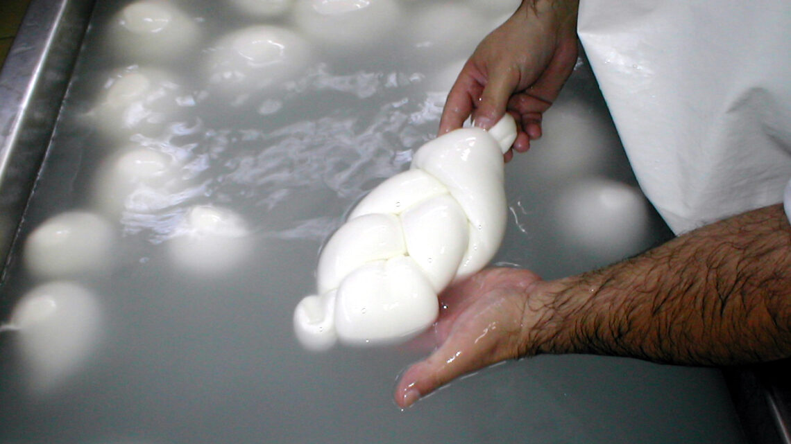 COLDIRETTI CAMPANIA, AVANTI TUTTA IN FAVORE DELLA FILIERA DEL LATTE BUFALINO E DELLA MOZZARELLA DI BUFALA