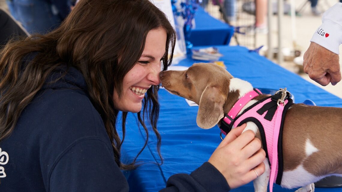 Dog Day a Vietri sul Mare: un evento per gli amanti dei cani Dog Day a Vietri sul Mare: un evento per gli amanti dei cani