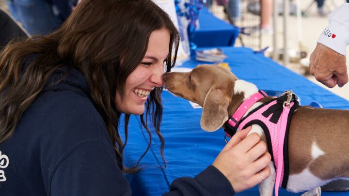 Dog Day a Vietri sul Mare: un evento per gli amanti dei cani