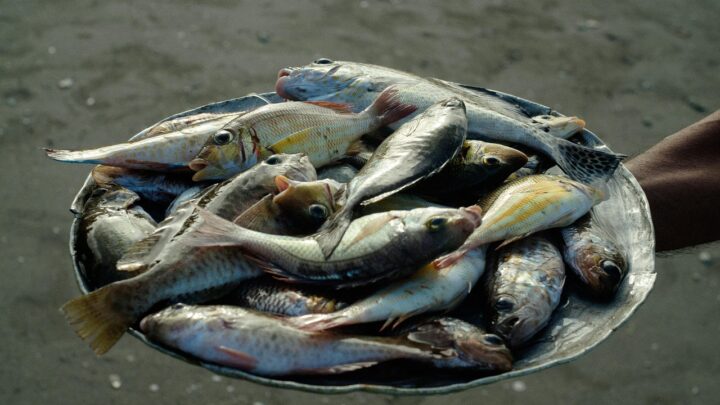 Castellabate – Festa del Pescato di Paranza: un viaggio nei sapori locali