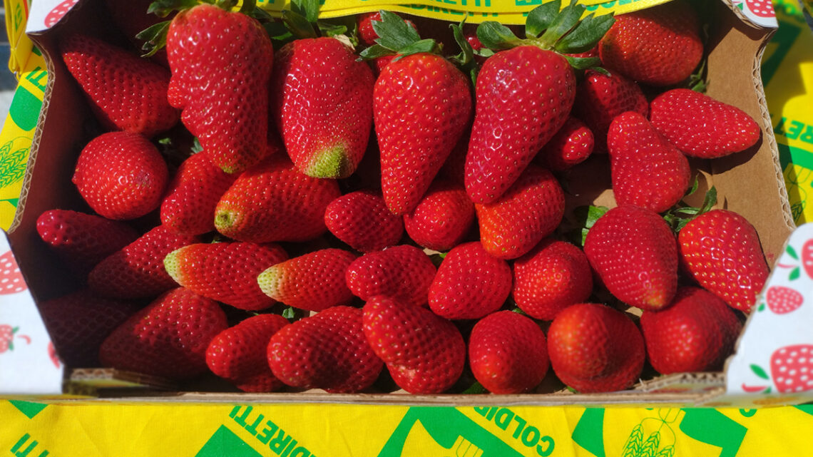 COLDIRETTI CAMPANIA – Fragole spagnole in Italia: un rischio per i consumatori