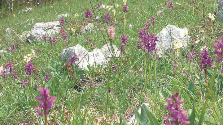 Sassano celebra la 25esima edizione della “Festa della Valle delle Orchidee”.