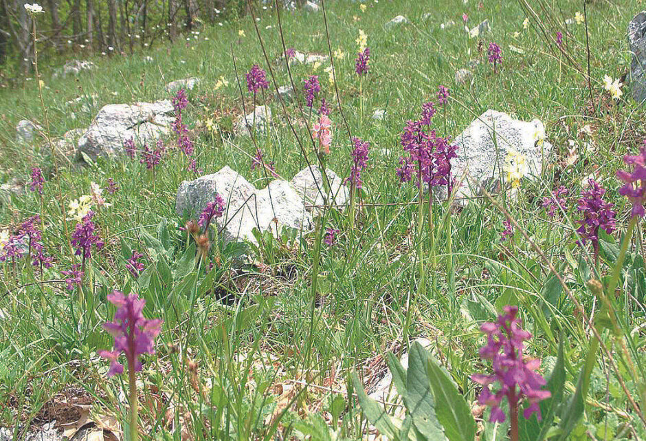 Sassano celebra la 25esima edizione della “Festa della Valle delle Orchidee”.