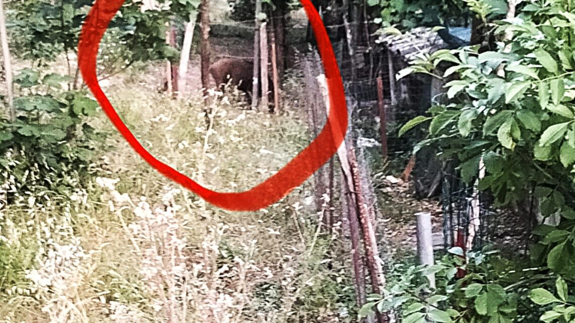 Emergenza cinghiali a Solofra e Montoro: avvistamenti quotidiani anche in pieno giorno