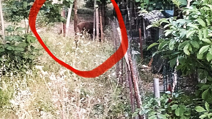 Emergenza cinghiali a Solofra e Montoro: avvistamenti quotidiani anche in pieno giorno