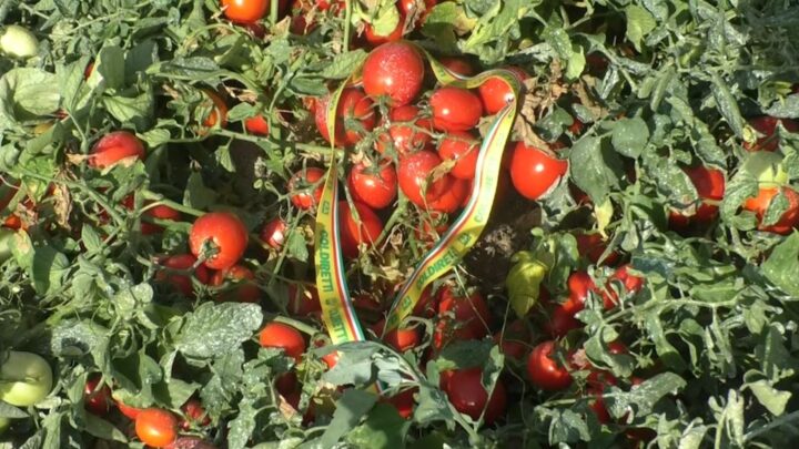 Raccolta del pomodoro Made in Campania avanti tutta! La produzione cresce nonostante le difficoltà climatiche