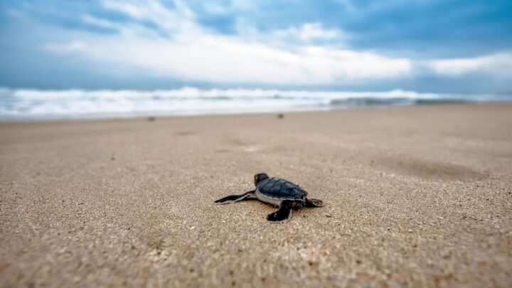 Tragedia sulla spiaggia del Fortino a Ischia: distrutto dal maltempo un nido di tartaruga caretta caretta